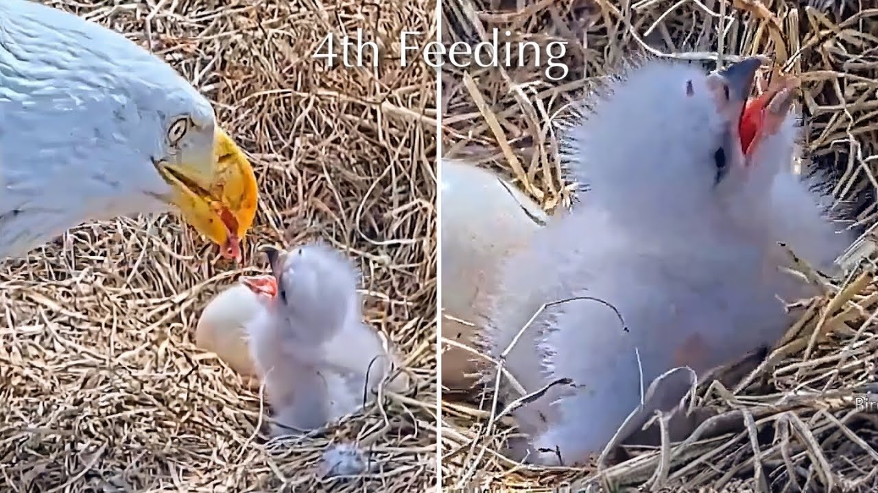 #7🦅BC28🐥0°🥚／Bluff City Bald Eagle Nest 2026／Frances💗Franklin ／ETSU/BTES Eagle Cameras