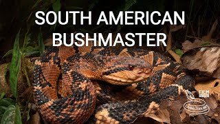 Deadly venomous South American bushmaster, the third longest venomous snake in the world