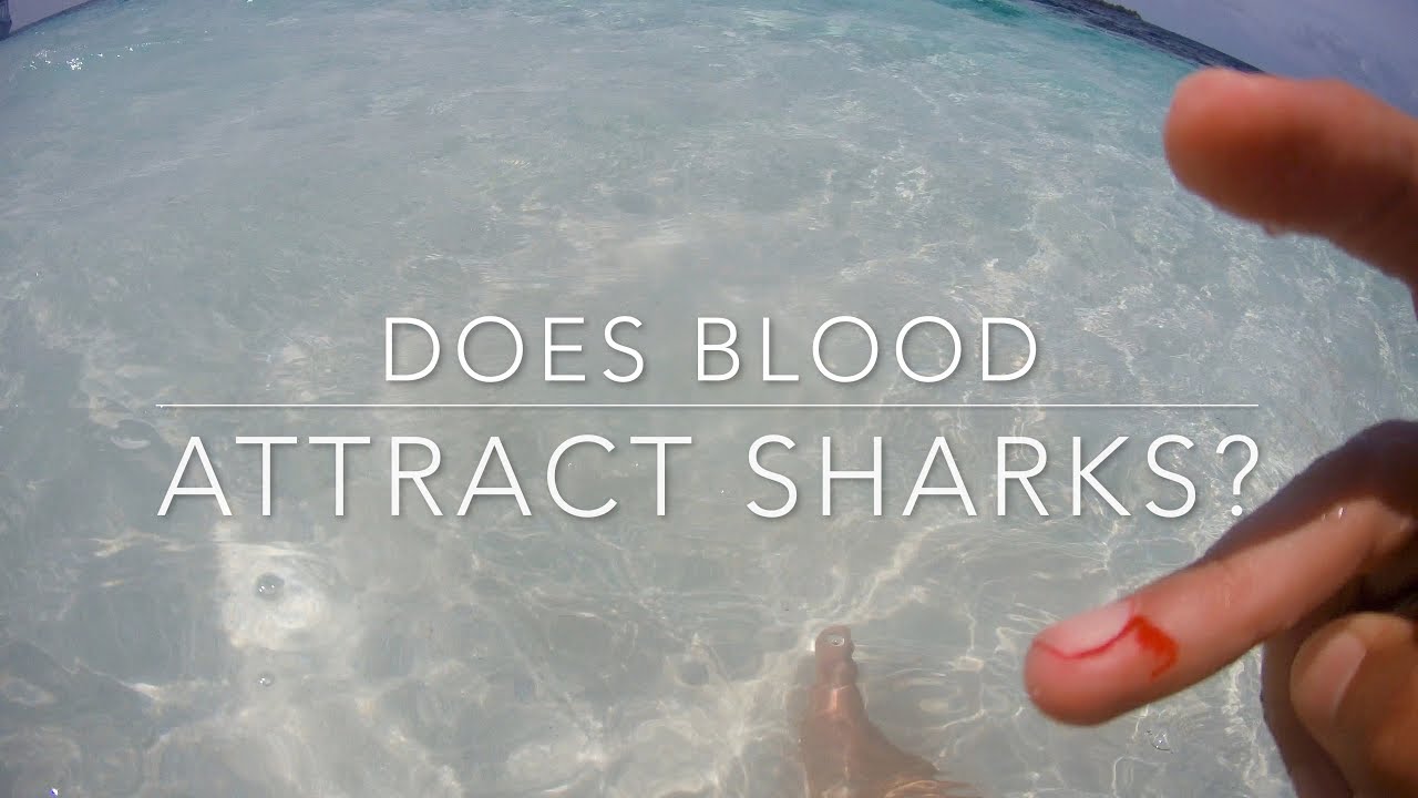 Does blood attract sharks? - YouTube