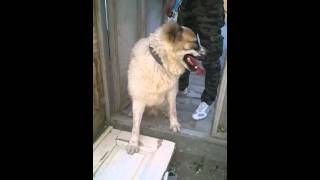 Sobacka. 8 Mes. Alabay