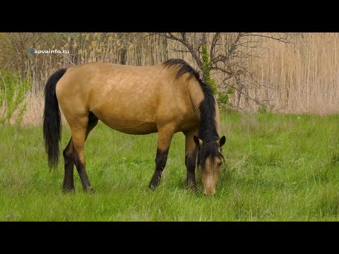 Видео: Степная грация. Агрокурьер