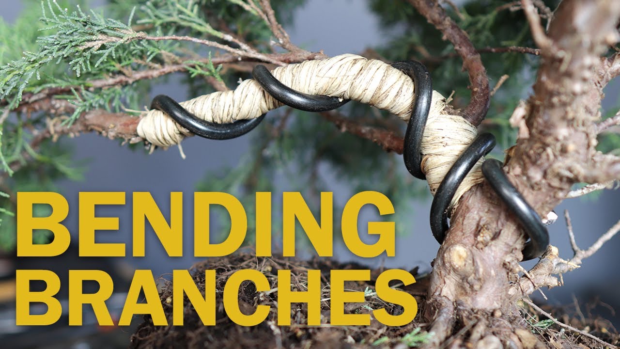 Bending Larger Bonsai Branches With Raffia
