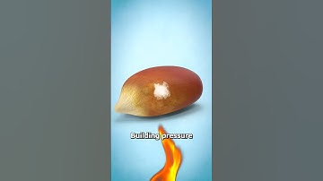 Thumbnail of Why Popcorn Kernels Pop 🤨