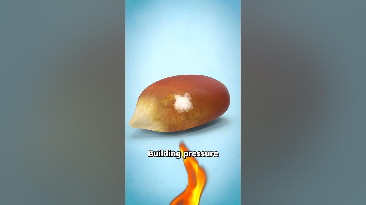 Why Popcorn Kernels Pop 🤨