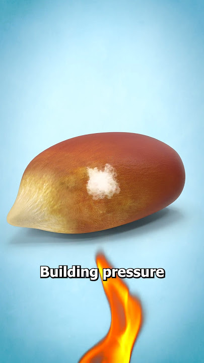 Why Popcorn Kernels Pop ๐คจ