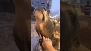 Feeding A Street Bull In India