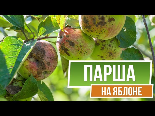 Парша На Яблоне Фото