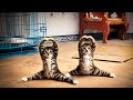 The Owner Finally Caught This Naughty Cat Red-Handed 😹🐱🚨 #catvideos #funny #comedy