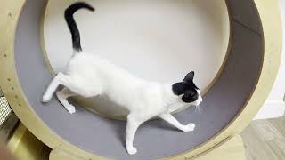 Meet Panda Im Walking, Walking, Walking... But Still In The Same Place Geeezzz...