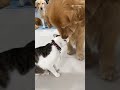 Собака кормит кота 😻