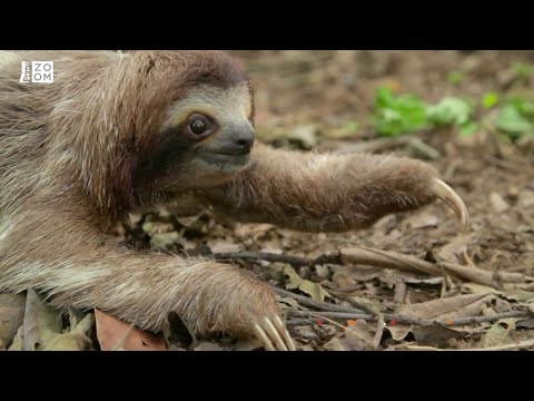 Video: Proč se lenoši pohybují tak pomalu?