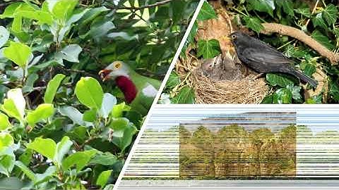 Standard 5: Lessons 4 and 18: Our Environment: Part 2 of 3