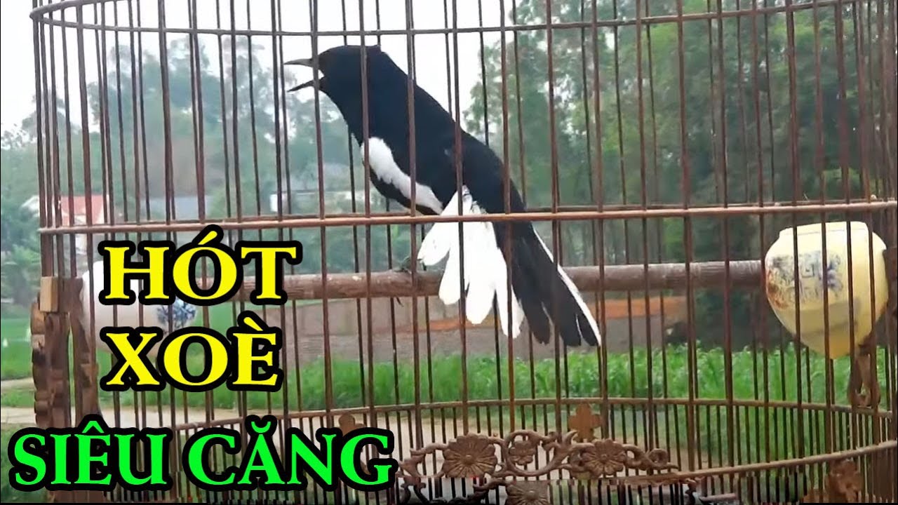 HÓT MÚA - SIÊU XOÈ || Choè than CĂNG LỬA || Chơi CỰC ĐỈNH .c15