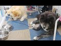 秋田犬会館配信！