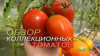 Обзор КОЛЛЕКЦИОННЫХ ТОМАТОВ. I ЧАСТЬ.