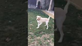 VID-20161221-WA0010.mp4