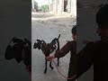 Qurbani ke Bakre😍 #bakraeid #bakraeid2026 #bakraeidspecial #bakra #goats #trending #biggoats