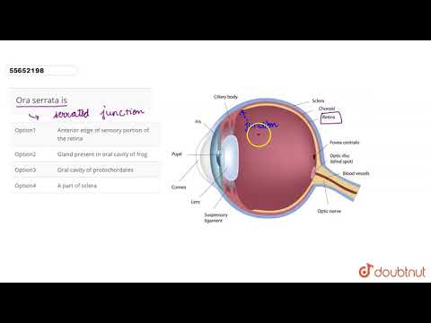 Video: Missä ora serrata retinae on?