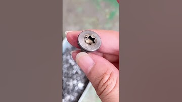 Ultra low profile head trox screw production process