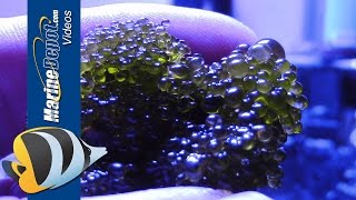 Aquarium Algae Control: Bubble Algae, Dinoflagellates, Bryopsis, & Turf Algae - Part 2