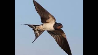 swallow sound for hunting صوت (السنونو/حجيّز/سمرمر) للصيد