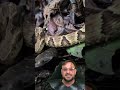 Cobra Jararaca na cachoeira em Pindamonhangaba SP #biologohenrique #animais #bichoesperto #biologo
