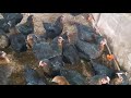 Tavukları folluklara alıştırma tekniği