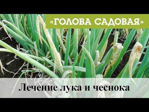 Голова садовая - Лечение лука и чеснока