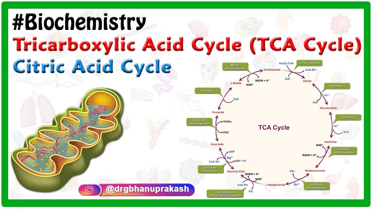 TCA Cycle Or Krebs Cycle Animation Biochemistry YouTube TCA Cycle Or Krebs Cycle Animation Biochemistry YouTube