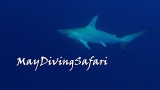 Zabargad. Island where dreams come true/Остров, где сбываются мечты...