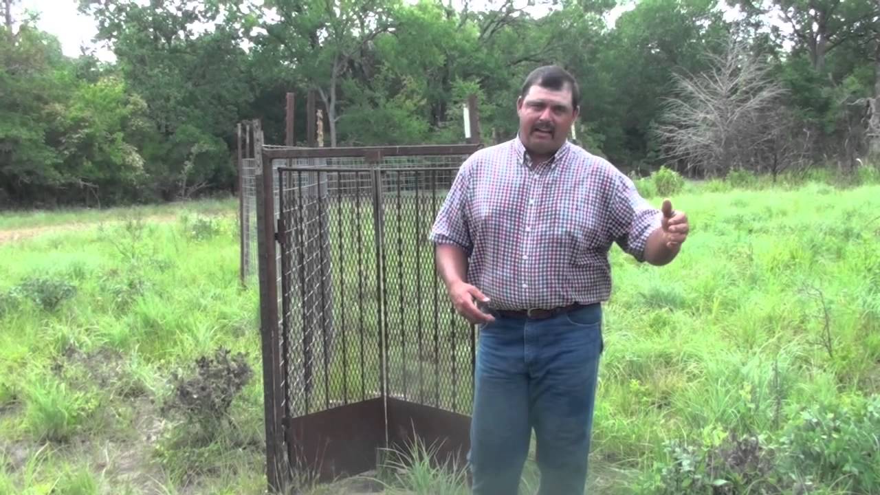 Trapping feral hogs: Gates and Baits