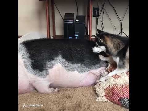 Best Pet Dog tries to wake sleeping pig