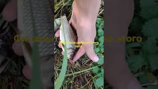 #рыба #fishing #рыбалка #рыбалканаозере #карась #рыбалкалетом