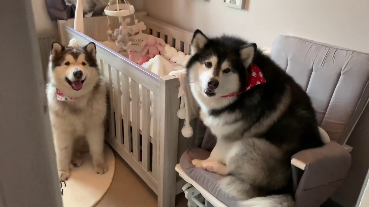 MY DOGS WILL ALWAYS PROTECT MY BABY YouTube