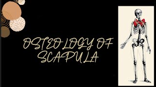 Osteology Of Scapula 3D Explained Bone Of Upperlimb