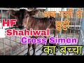 Child Of HF-Shahiwal Cross Simen,एचएफ-शाहीवाल क्रॉस सिमेन का बच्चा