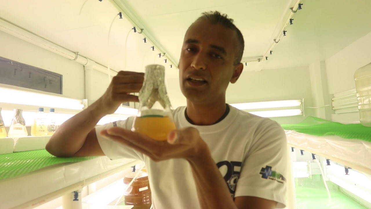 [RLO] Hatchery based Sandfish Sea Cucumber  Farming Technology : Hatchery to Nursery - 2 [Part I]