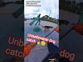 Unbelievable 🔥Dog Catch #shorts #youtubeshorts #shortsfeed #dogcatching