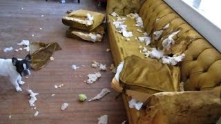 Собаки и коты пакостят Собаки и коты пакостят