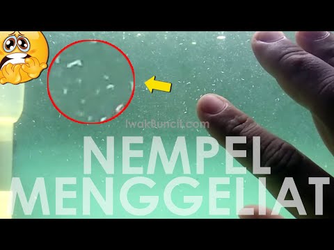 Video: Cara Menghilangkan Kekeruhan Di Akuarium