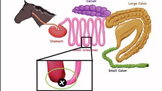 Equine Forage Education Video Series:  Video 1, Horse Gastrointestinal Anatomy