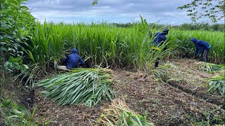 Ibrahim DADONG AWOK farm's odot grass harvest is live now!