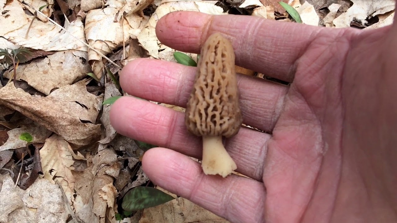 April 5th 2018 Indiana Black Morel Mushrooms Hunt 2 YouTube