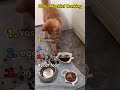 The cat that caused trouble.#fyp #cat #funny