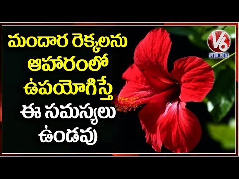 Health Benefits Of Hibiscus (మందార పువ్వు ) Plant | Inti Mokkalu | V6 Telugu News