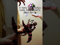 ꧁Dragon news!꧂