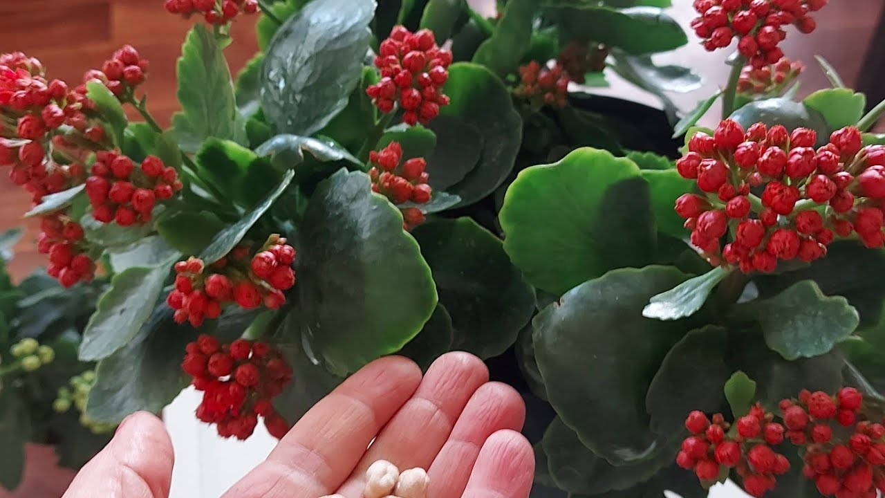 Toprağa Biraz SERPİŞTİRİN Kalanşo Çiçeği Coşturan Çoğaltma Nasıl Olmalı Bunu Yapın 