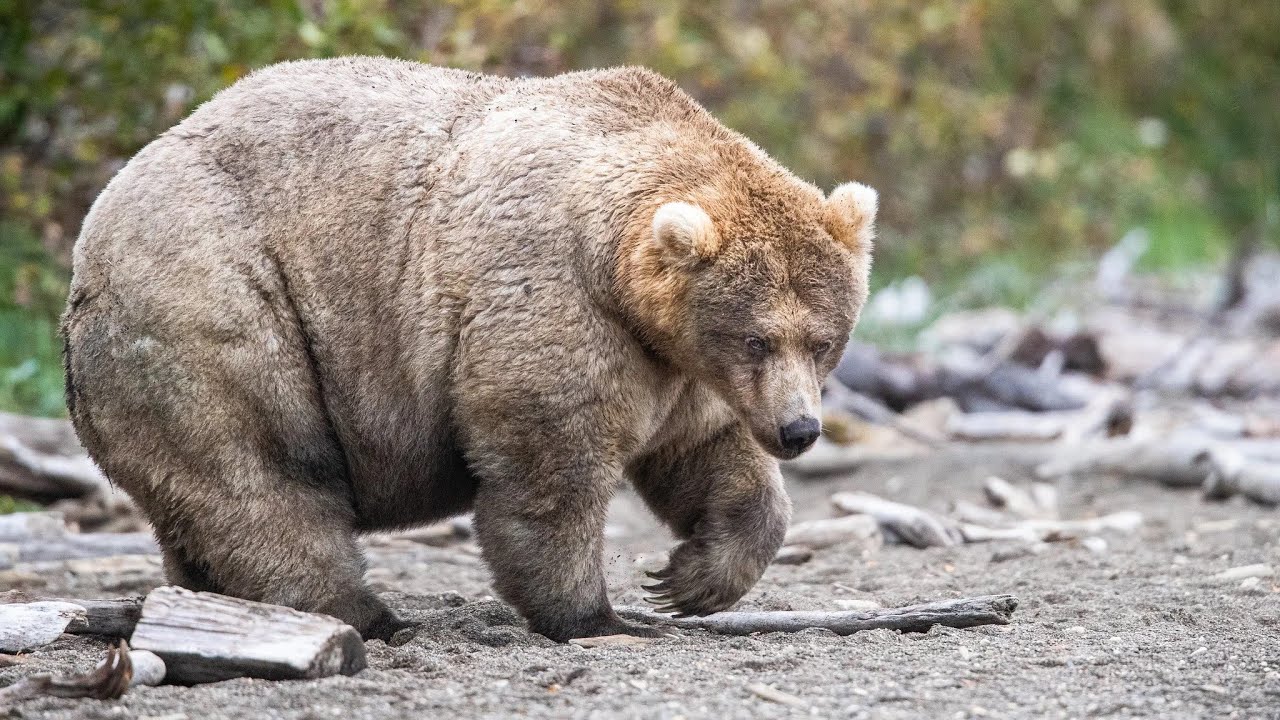 Chonky and they know it: Voting starts in Fat Bear Week – WABE