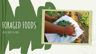 Foraging For Farm Greens #FarmtoFork #OrganicFoods #WildFoods #ForagedFood