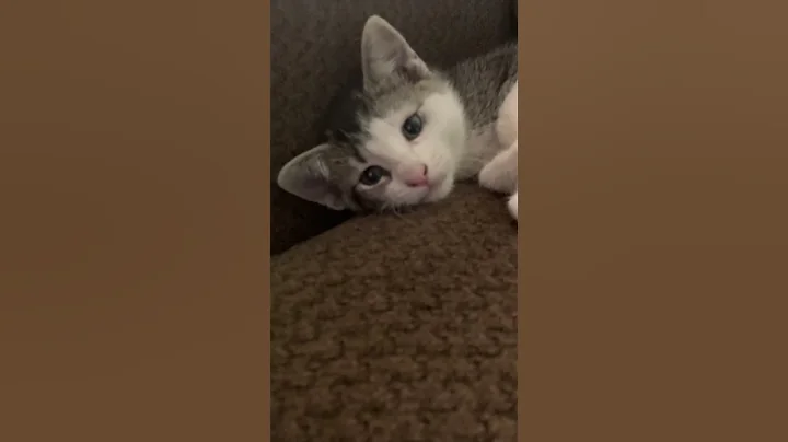 My new cat